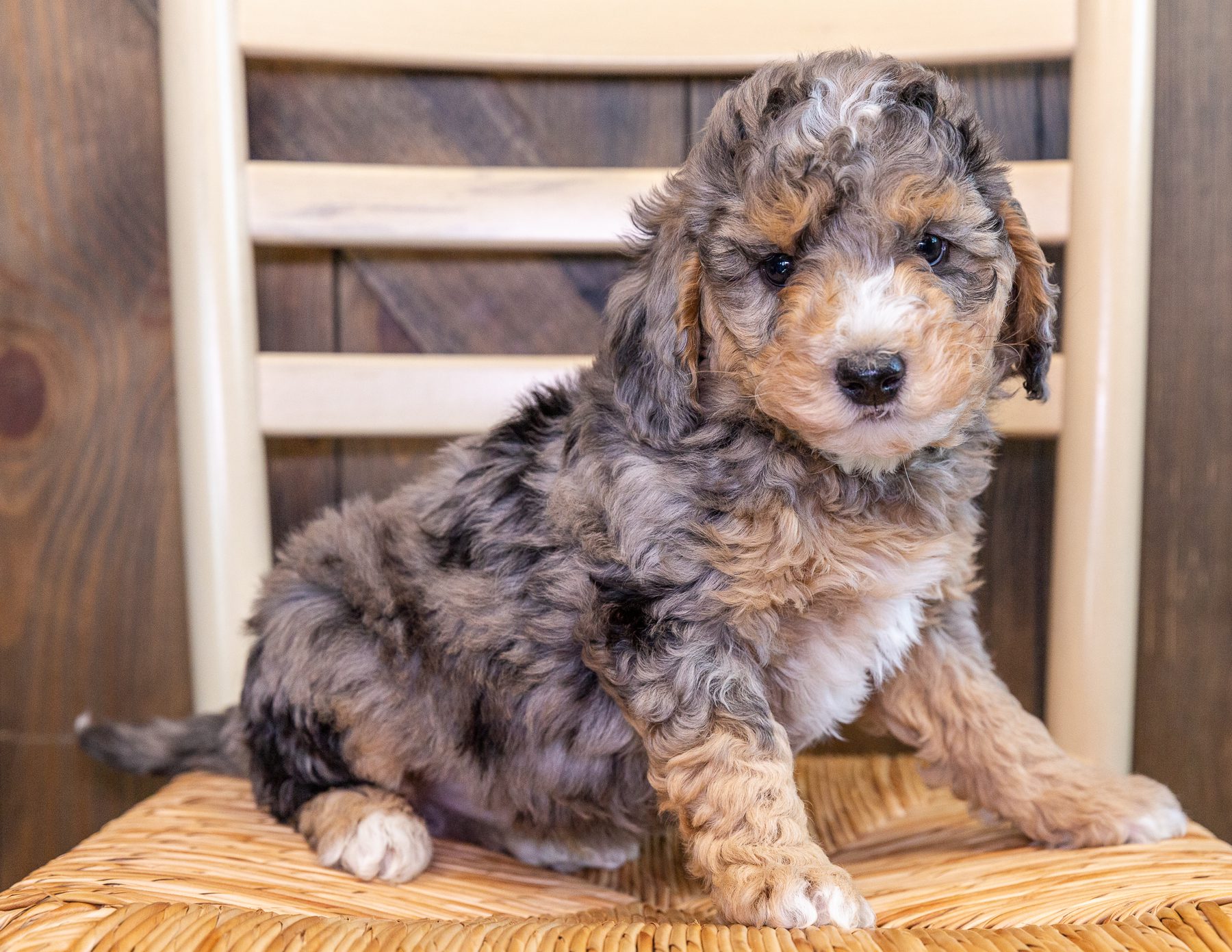 A litter of Mini Bernedoodles raised in Iowa by Poodles 2 Doodles