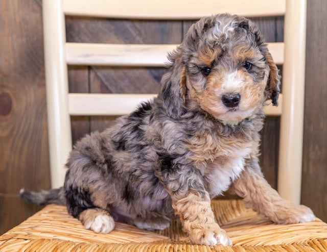 A picture of a Cayde, one of our Mini Bernedoodles puppies that went to their home in South Dakota