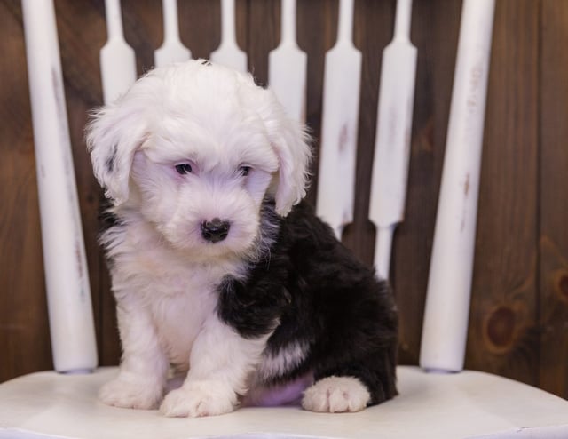 Link is an F1 Sheepadoodle that should have  and is currently living in Indiana