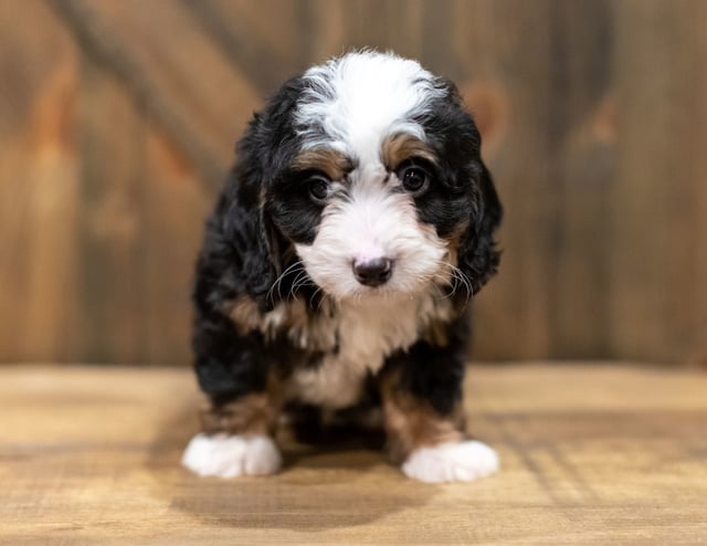 Quincey came from Willow and Grimm's litter of F1 Bernedoodles