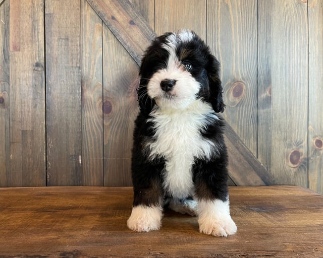 A picture of a Zelda, one of our Standard Bernedoodles puppies that went to their home in Iowa