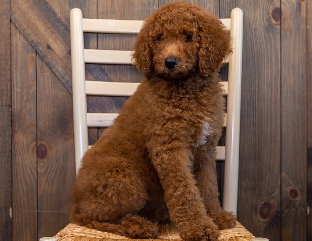 A picture of a Rosie, one of our Standard Irish Doodles puppies that went to their home in South Dakota