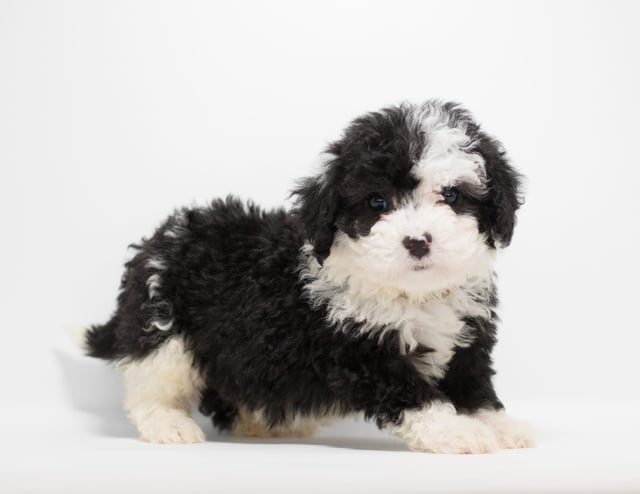A picture of a Goldi, a gorgeous  Sheepadoodles for sale