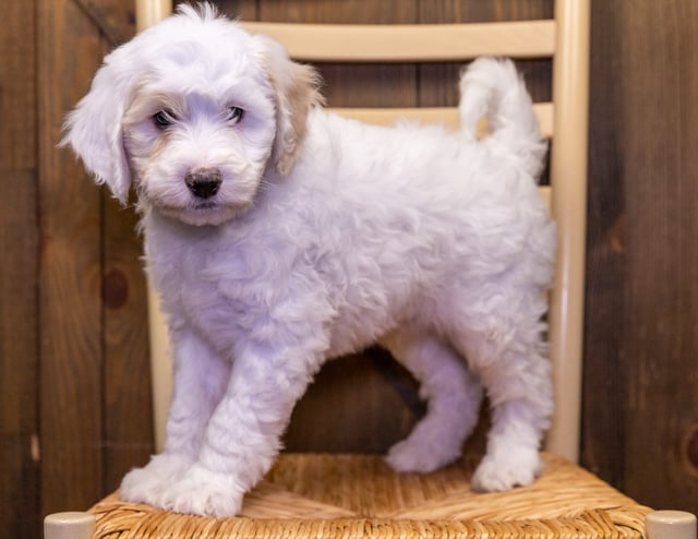 Victory came from Paris and Bentley's litter of F1B Sheepadoodles