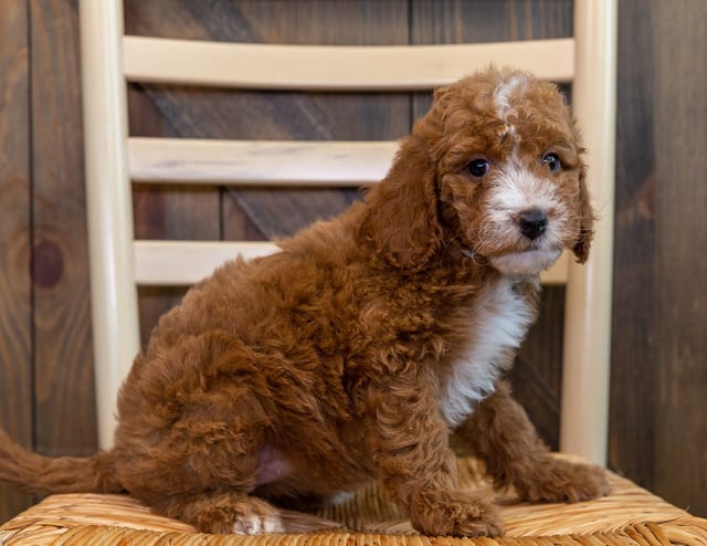 These Goldendoodles were bred by Poodles 2 Doodles in Iowa. Their mother is LuLu and their father is Milo