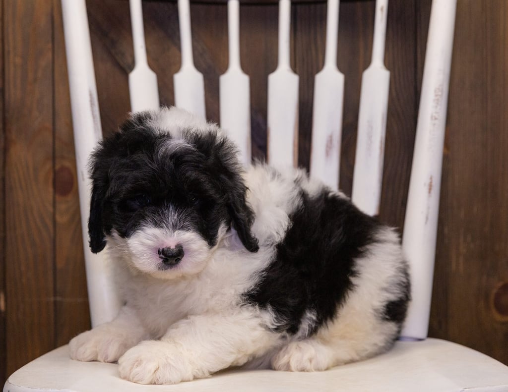 Nash is an F1 Sheepadoodle that should have  and is currently living in Minnesota