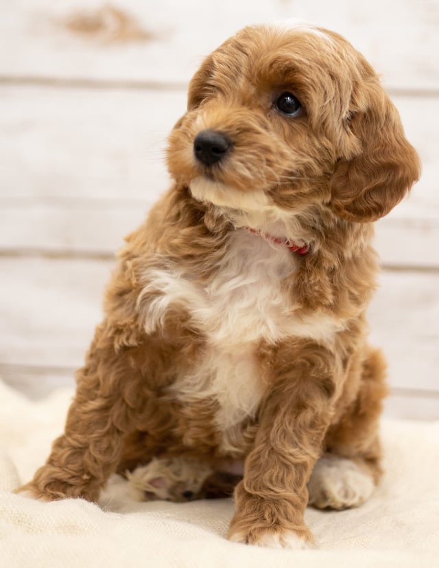 Another great picture of Ketty, a Goldendoodles puppy