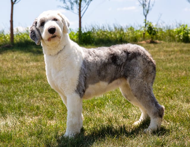 A picture of one of our Old English Sheepdog mother's, Anna.