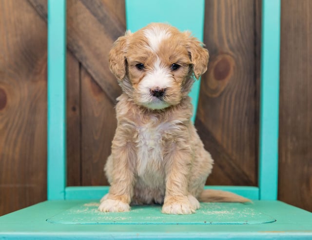 This litter of Goldendoodles are of the F1 generation.