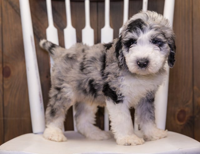 A picture of a Baldo, one of our  Sheepadoodles puppies that went to their home in Tennessee