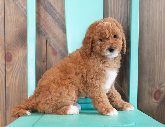 Wilma is an F1BB Goldendoodle that should have  and is currently living in Maryland 