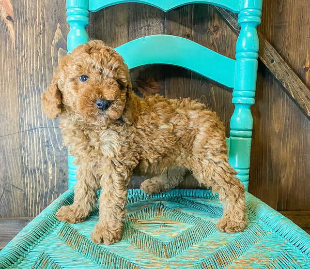 Wilson is an F1BB Goldendoodle that should have  and is currently living in Missouri