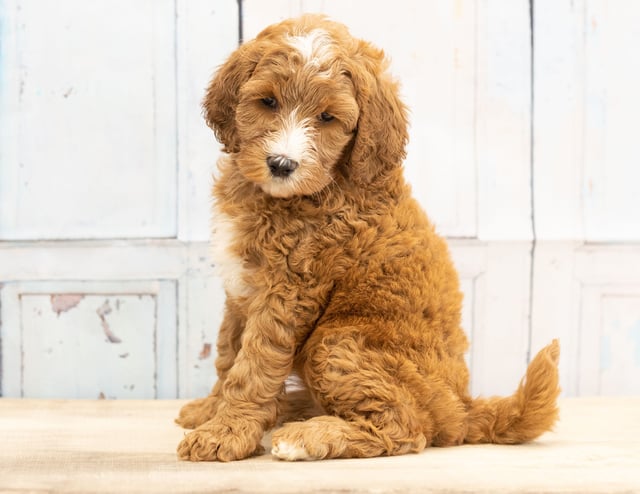 Wita came from Dallas and Scout's litter of F1B Goldendoodles