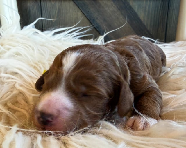 A picture of a Sailor, a gorgeous Mini Goldendoodles for sale