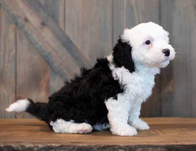 A picture of a Ushi, one of our Mini Sheepadoodles puppies that went to their home in Missouri