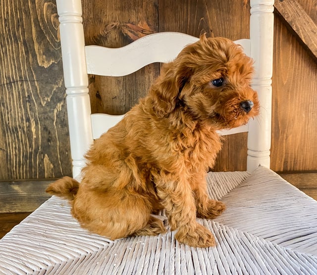 A picture of a Ruthie, one of our Mini Goldendoodles puppies that went to their home in California