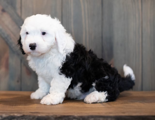 Ushi came from Piper and Stanley's litter of F1 Sheepadoodles