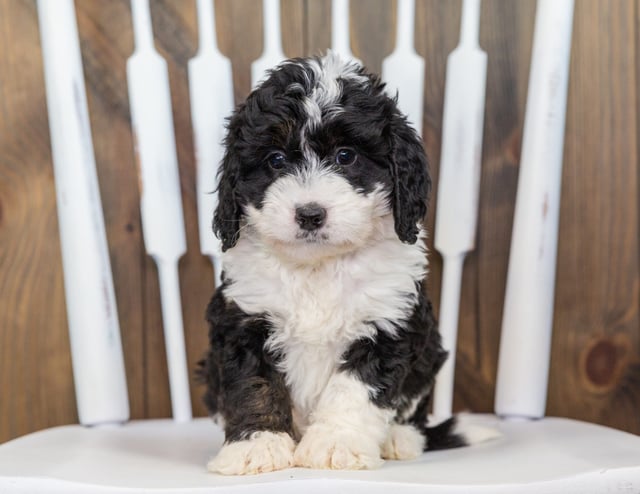 Velvet came from Tyrell and Grimm's litter of F1 Bernedoodles