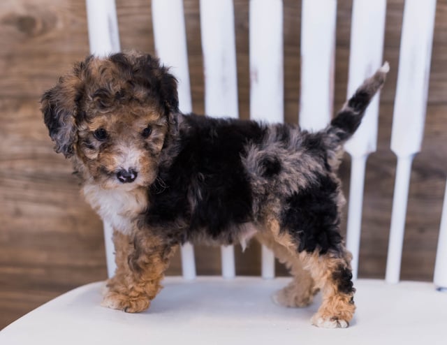Parker is an  Poodle for sale in Iowa.