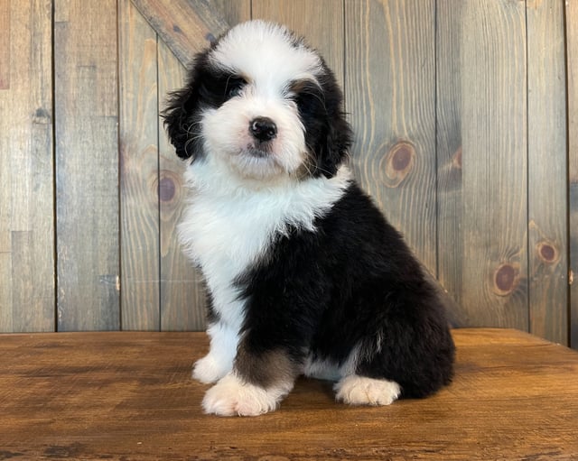 Zion is an F1 Bernedoodle that should have  and is currently living in California