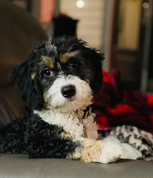 Mini Bernedoodle Puppy