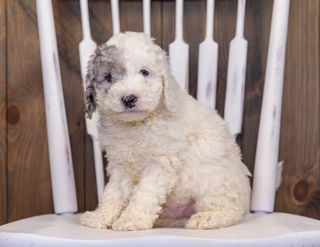 Hunter is an F1B Sheepadoodle that should have  and is currently living in New York