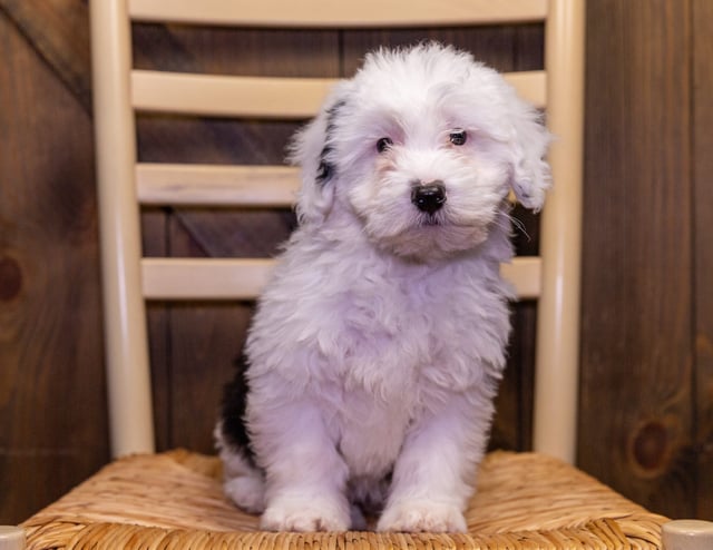 A picture of a Sage, one of our Mini Sheepadoodles puppies that went to their home in Missouri