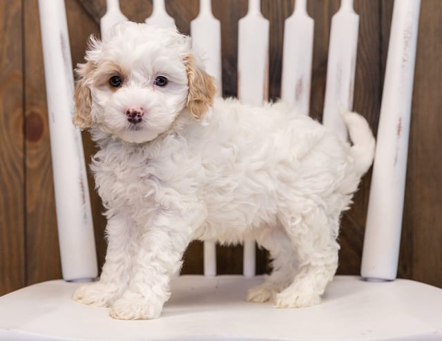 Warren is an F1B Sheepadoodle that should have  and is currently living in Iowa