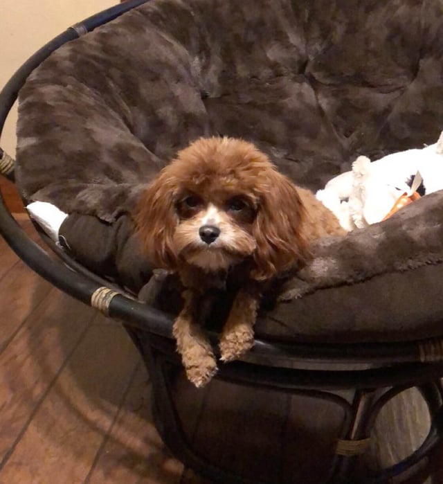 Golden cavapoo puppy