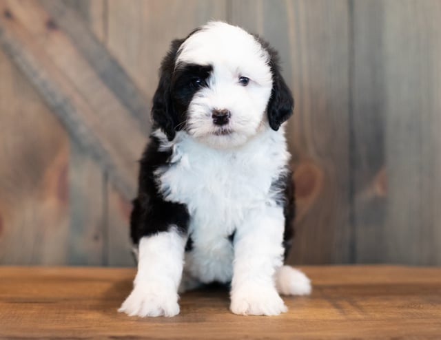 A picture of a Val, one of our Mini Sheepadoodles puppies that went to their home in Pennsylvania