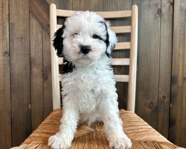 A picture of a Monte, one of our Mini Sheepadoodles puppies that went to their home in Iowa 