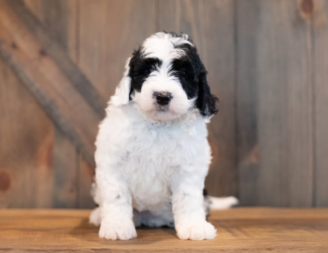 Uma came from Piper and Stanley's litter of F1 Sheepadoodles