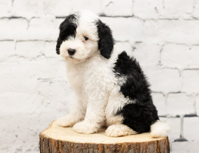 Roxy is an F1 Sheepadoodle for sale in Iowa.