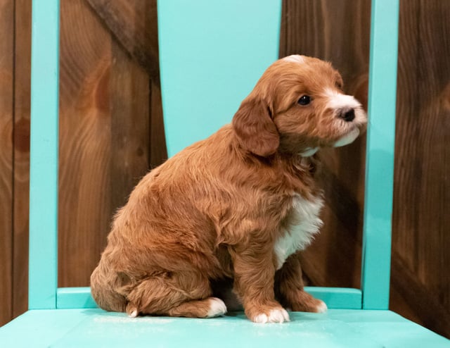 Folly came from Rylee and Reggie's litter of F1 Irish Doodles
