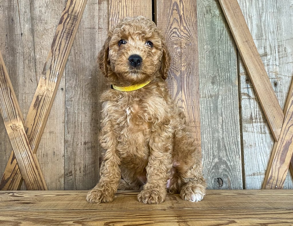 A picture of a Madge, one of our Mini Goldendoodles for sale