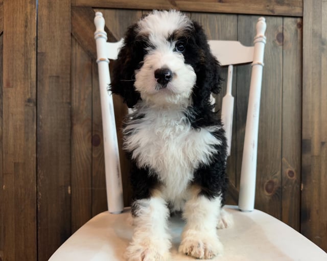 A picture of a June, one of our Standard Bernedoodles puppies that went to their home in Colorado