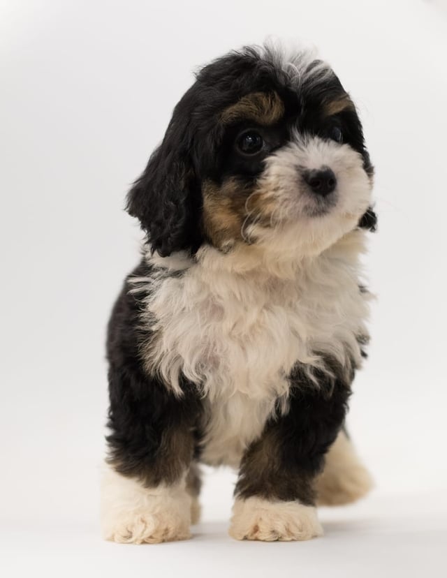 A picture of a Bo, a gorgeous  Bernedoodles for sale
