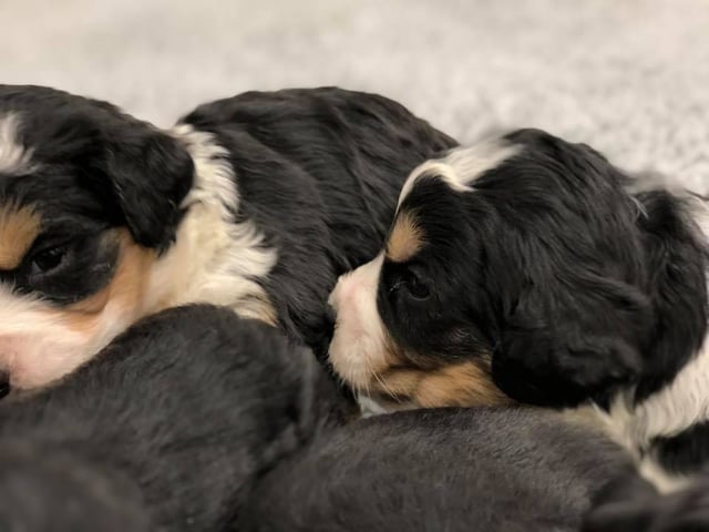 These Bernedoodles were bred by Poodles 2 Doodles in Iowa. Their mother is Tyrell and their father is Stanley