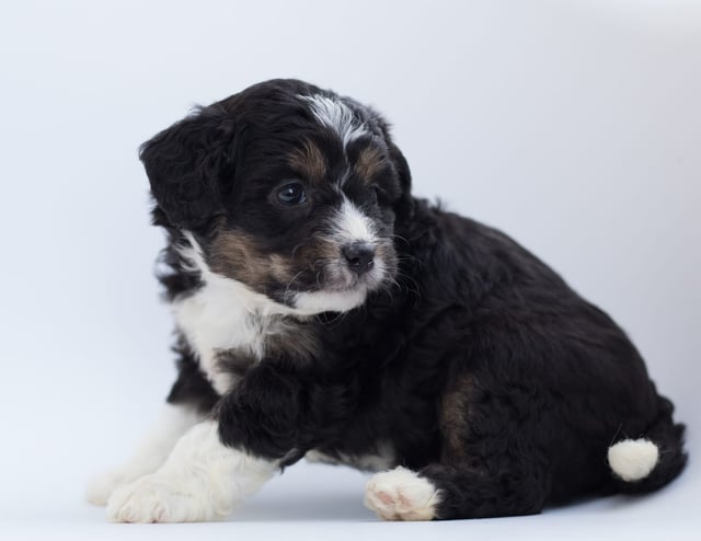 Boni is an F1 Bernedoodle for sale in Iowa.