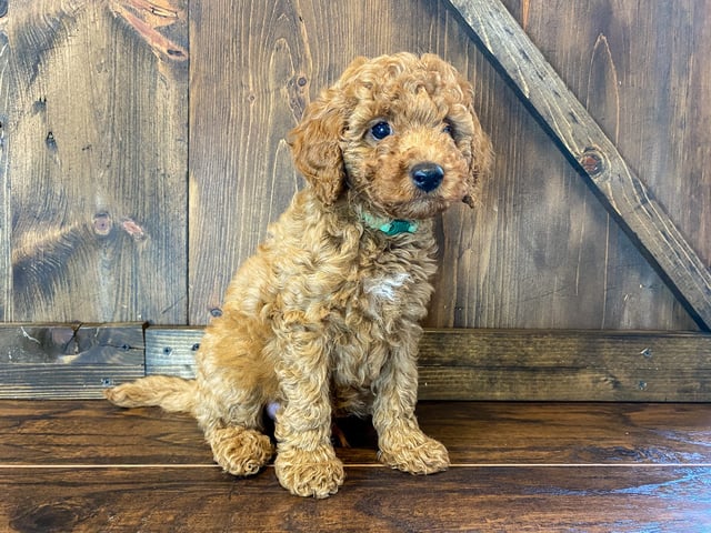 A picture of a Phil, a gorgeous Petite Goldendoodles for sale