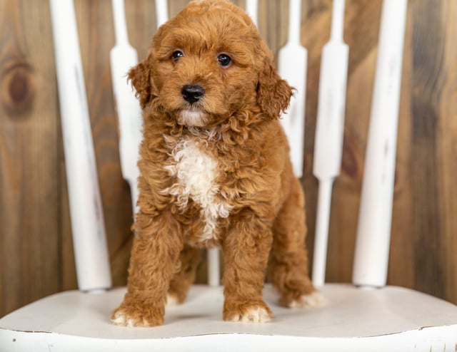 Polly came from Berkeley and Taylor's litter of F1B Goldendoodles