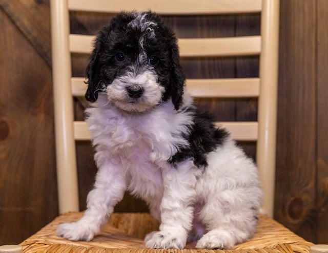 Walter came from Harper and Parker's litter of F1B Sheepadoodles
