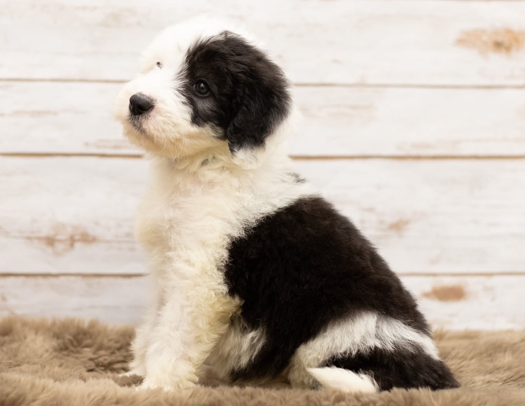 May came from Tuxxy and Bentley's litter of F1 Sheepadoodles