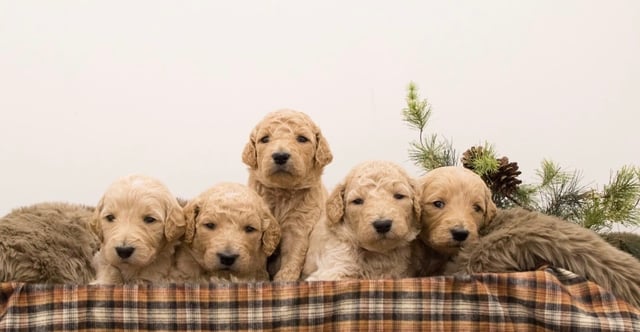 This litter of Goldendoodles are of the  generation.