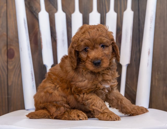 A picture of a Denny, one of our  Goldendoodles puppies that went to their home in Minnesota