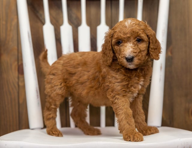 A picture of a Echo, one of our Mini Goldendoodles puppies that went to their home in Colorado