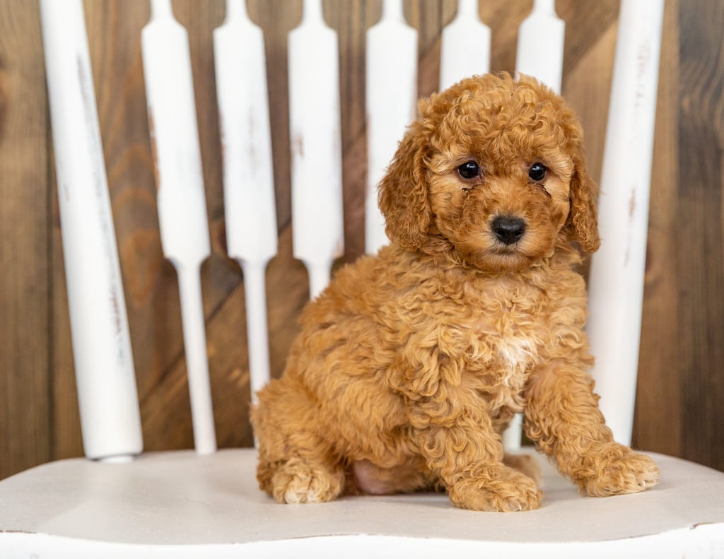 A picture of a Patsy, one of our Mini Goldendoodles puppies that went to their home in Iowa