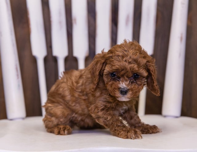 A picture of a Quinn, one of our Petite Cavapoos puppies that went to their home in Iowa