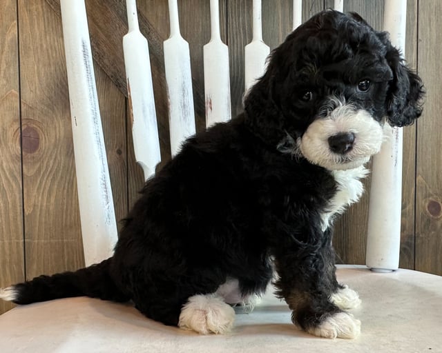 Cid is an F2B Sheepadoodle that should have  and is currently living in Texas