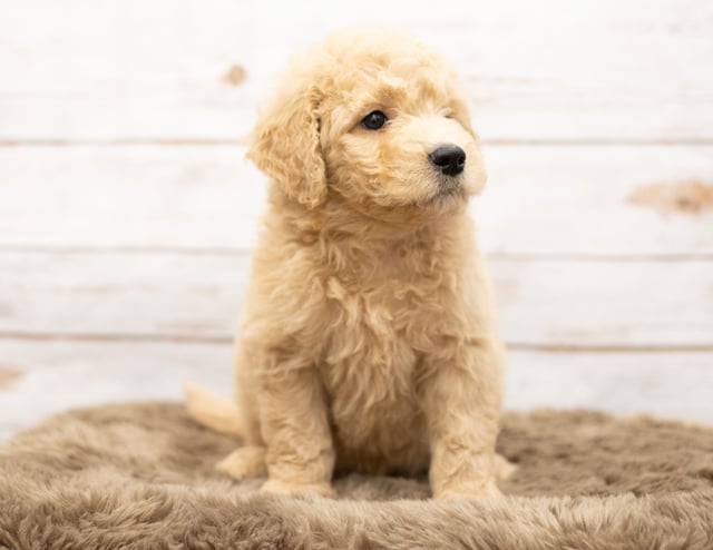 Omer came from Sassy and Houston's litter of Multigen Goldendoodles